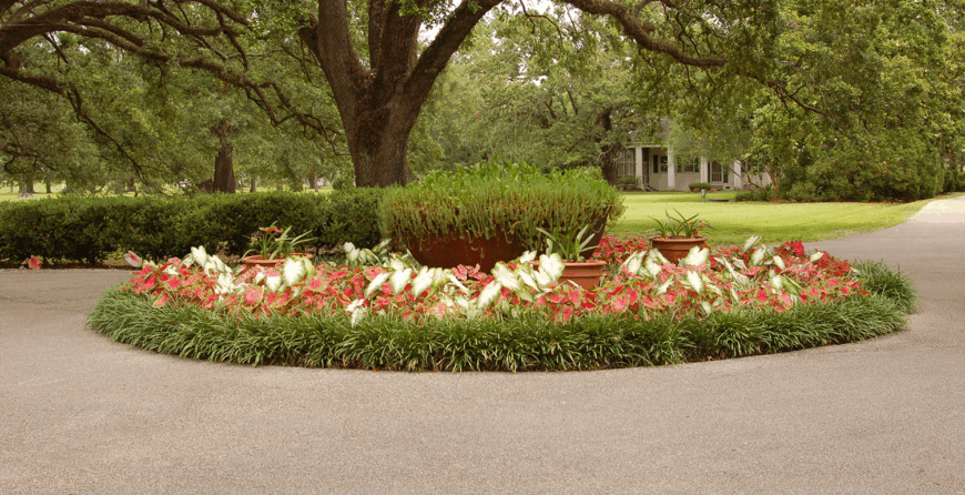 The Benefits of Native Plants in Your Garden