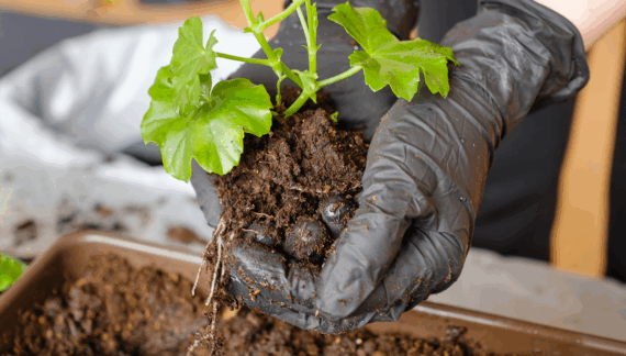A Beginner’s Guide to Planting and Removal