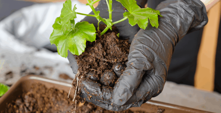 A Beginner’s Guide to Planting and Removal