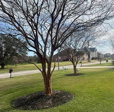 Before pruning