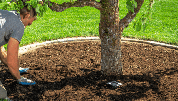 Choosing the Right Mulch for Your Garden