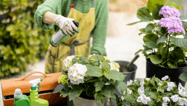Maintaining a Healthy Garden- Plant Care Essentials