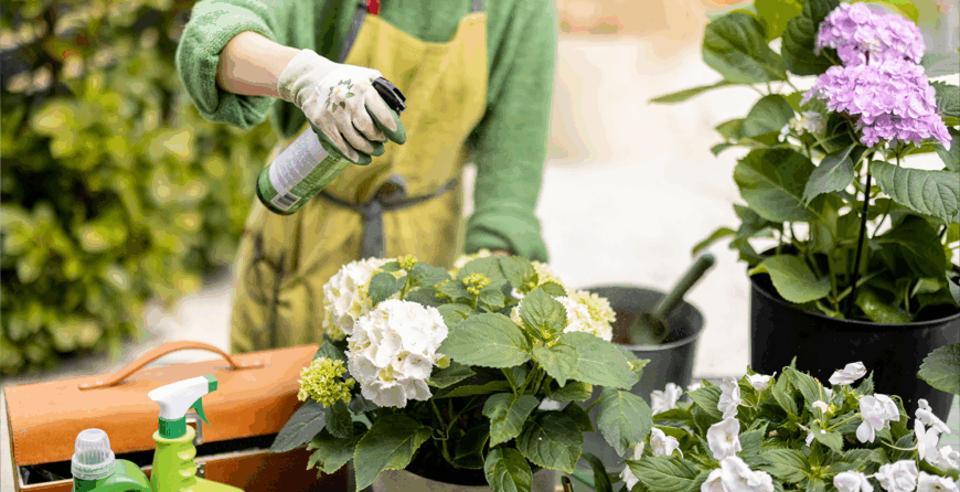 Maintaining a Healthy Garden- Plant Care Essentials