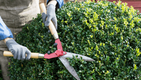 Plant Care Essentials- Nurturing a Thriving Garden
