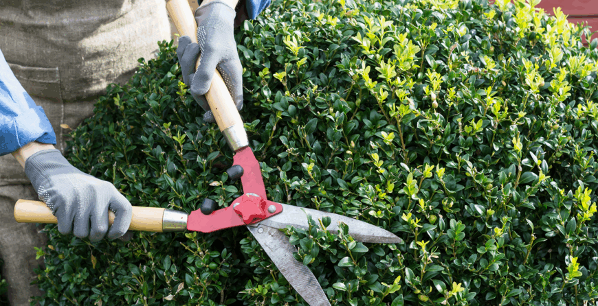 Plant Care Essentials- Nurturing a Thriving Garden