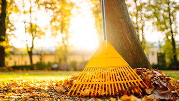 Spring and Fall Cleanup